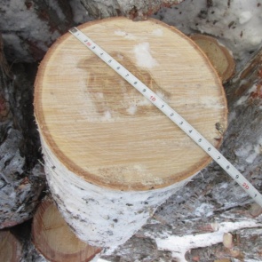 Двое мужчин спилили несколько деревьев в Красноярском крае и получили судимости