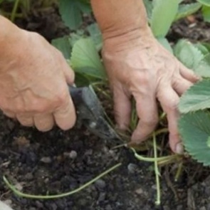 КАК ОПРЕДЕЛИТЬ ЖЕНСКИЕ КУСТЫ КЛУБНИКИ