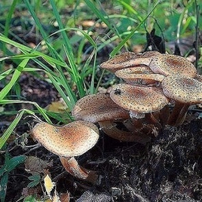 КАК ВЫРАСТИТЬ ОПЯТА НА ДАЧЕ