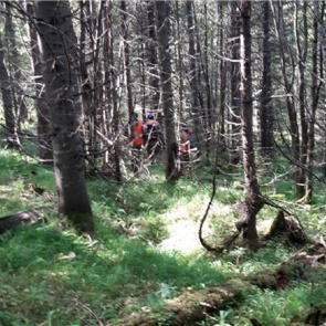 «Увы, мы не успели»: волонтеры нашли мертвым пропавшего под Красноярском дедушку-грибника