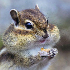 Ребёнка в контактном зоопарке укусил бурундук