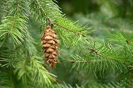Десять болезней, которые лечит хвоя