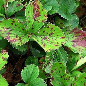 ЧЕМ ОПАСНА ДЛЯ КЛУБНИКИ БУРАЯ ПЯТНИСТОСТЬ И КАК С НЕЙ БОРОТЬСЯ