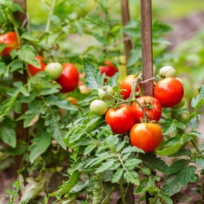 Что сейчас нужно томату (август — сентябрь)