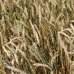 В большинстве районов Красноярского края началась уборочная кампания