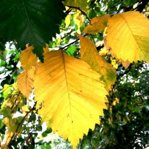 Последний выходной лета порадует красноярцев теплом