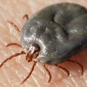 В конце лета клещи покусали еще 86 жителей Красноярского края. Будут нападать до октября