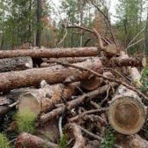 «Два-три года и станет лучшей в стране»: в Красноярском крае наведут порядок в лесной отрасли