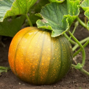 Собираем урожай вовремя: когда убирать тыкву и как определить её спелость на грядке