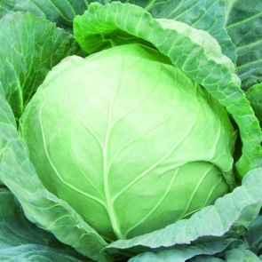 Сбор и хранение урожая белокочанной капусты