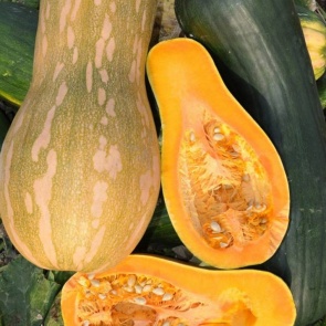 Ароматный мускатный сорт тыквы «Жемчужина»: чем хорош и почему его стоит выращивать у себя на участке
