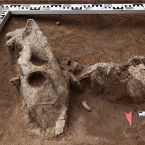 В Красноярске обнаружили череп пещерного льва. Находке 30 тысяч лет