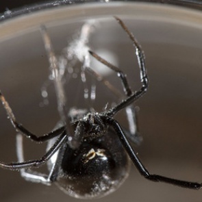 Ядовитые пауки заполонили жилой дом и изувечили спящего мужчину