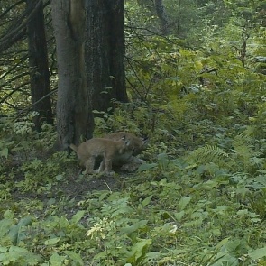 На красноярских «Столбах» поселилась рысь с двумя котятами. Раньше в заповеднике было 4 таких кошки