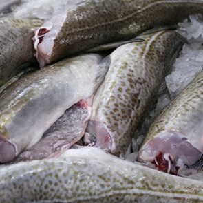 В российской треске не нашли треску