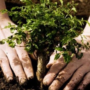 Сентябрьские хлопоты, или что сажают в сентябре на даче в 2019 году