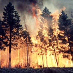 В Красноярском крае дождь и снег потушили почти все лесные пожары. Режим ЧС в лесах сняли