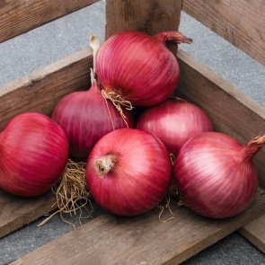 Что будет, если пожарить красный лук вместо белого и можно ли так делать