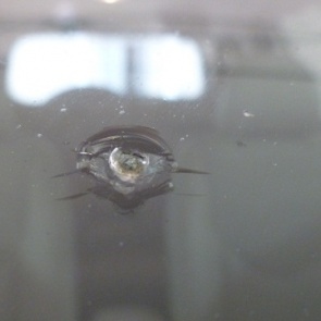 В чем опасность точечного скола на лобовом стекле