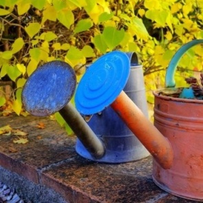 Что нужно сделать садоводу в октябре на участке, чтобы улучшить развитие растений в будущем году