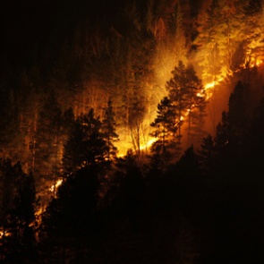 В России потушили все лесные пожары