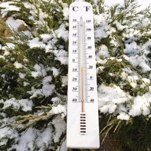 Как помочь хвойным пережить зиму?