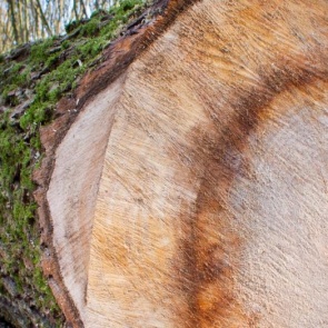 Бывшего руководителя Ачинского и Большеулуйского лесничеств задержали по подозрению в массовой вырубке кедров