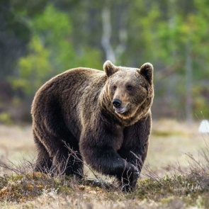 В Забайкалье медведь растерзал 50-летнюю женщину
