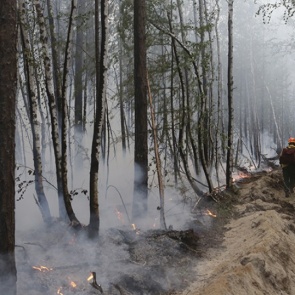 Лесных пожарных Красноярского края уличили в приписках для увеличения зарплаты