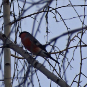 В Красноярский край раньше обычного прилетели снегири