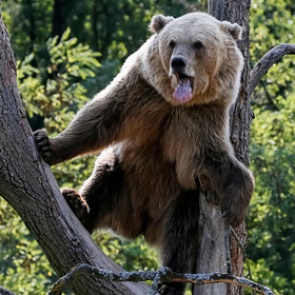 Медведица растерзала двоих российских рыбаков