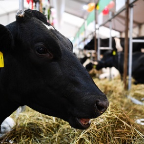 Россия купила в Европе 45 тысяч телок