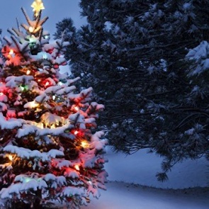 В Красноярском крае ищут предпринимателей для заготовки ёлок к Новому году