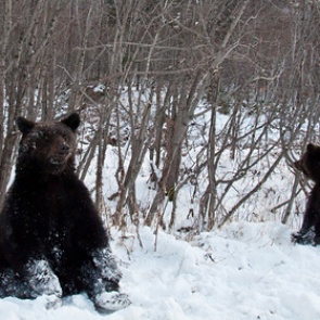 Ловивший крабов россиянин умер в больнице после нападения медведя