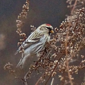 В Красноярский край прилетели зимовать одни из самых маленьких певчих птиц