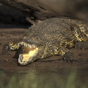 Девочка оседлала крокодила и спасла подругу от гибели