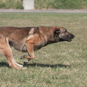 В Красноярске впервые покажут новую систему дрессировки служебных собак — мондьоринг