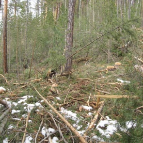 В Красноярском крае уже судимый бизнесмен вырубил лес на 3,7 млн