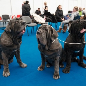 Более 300 собак и 90 пород увидят красноярцы на крупнейшей в Сибири выставке