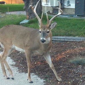 Прирученный олень рассвирепел, изувечил женщину и был убит