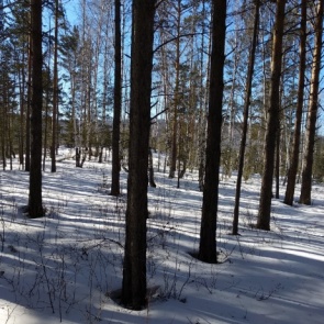 Пожилого мужчину в лесу прибило сваленным деревом возле «Столбов»