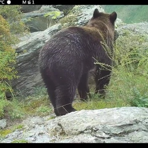 В заповеднике на юге Красноярского края медведи все еще не залегли в спячку