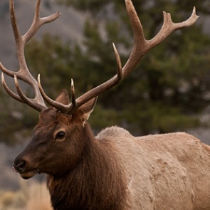 Охотник перепутал брата с оленем и подстрелил его