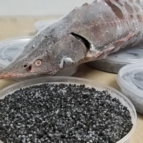 Пограничники задержали судно с килограммами черной икры и осетра на борту