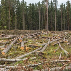 Все лесопользователи края теперь обязаны восстанавливать леса после вырубок