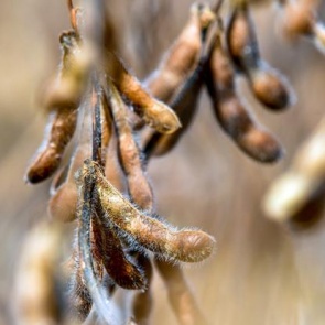 Ученые предупредили об опасности соевых продуктов