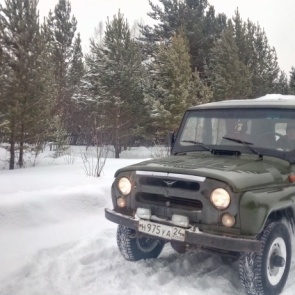 Лесники и гаишники перед Новым годом начали охранять молодые ели