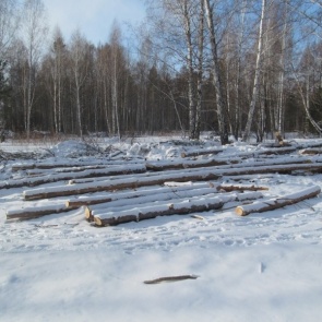 В Богучанах Красноярского края будут судить профессиональных «чёрных» лесорубов. В банде состояли 8 человек