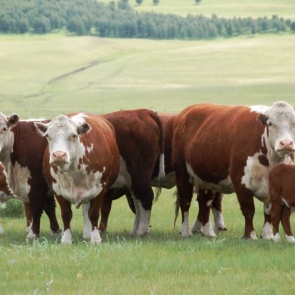 В Емельяново открывают мини-ферму с редкими жирномолочными коровами