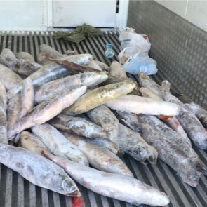 В аэропорту Красноярска торговали незаконно добытым осетром и черной икрой. Под суд пойдут 5 человек